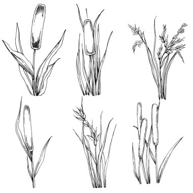 Sketch reeds leaves isolated, suitable for nature concept, summer and holiday. Black and white clip art isolated. Antique vintage engraving illustration for emblem. Herbal medicine.