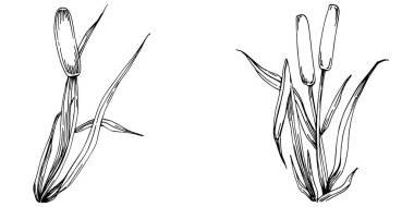 Sketch reeds leaves isolated, suitable for nature concept, summer and holiday. Black and white clip art isolated. Antique vintage engraving illustration for emblem. Herbal medicine.