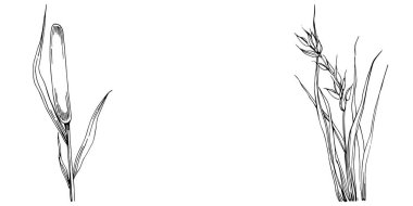 Sketch reeds leaves isolated, suitable for nature concept, summer and holiday. Black and white clip art isolated. Antique vintage engraving illustration for emblem. Herbal medicine.