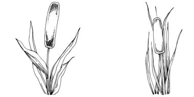 Sketch reeds leaves isolated, suitable for nature concept, summer and holiday. Black and white clip art isolated. Antique vintage engraving illustration for emblem. Herbal medicine.