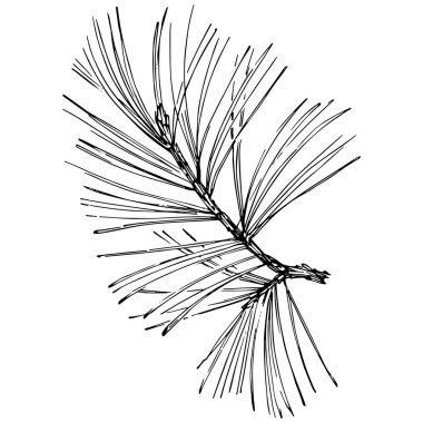 Wildflower fir-needle tree pattern in a one line style. Outline of the plant: Black and white engraved ink art needle. Sketch wild flower for background, texture, wrapper pattern, frame or border.
