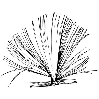 Wildflower fir-needle tree pattern in a one line style. Outline of the plant: Black and white engraved ink art needle. Sketch wild flower for background, texture, wrapper pattern, frame or border.