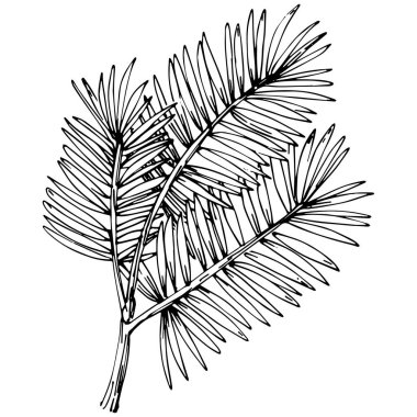 Wildflower fir-needle tree pattern in a one line style. Outline of the plant: Black and white engraved ink art needle. Sketch wild flower for background, texture, wrapper pattern, frame or border.