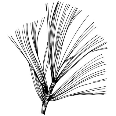 Wildflower fir-needle tree pattern in a one line style. Outline of the plant: Black and white engraved ink art needle. Sketch wild flower for background, texture, wrapper pattern, frame or border.
