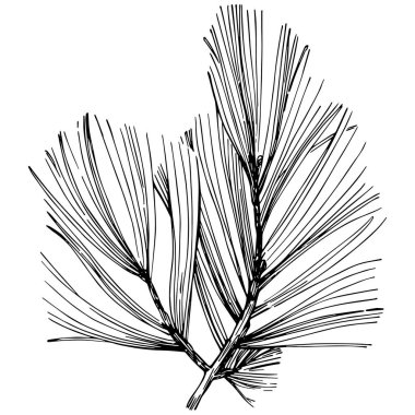 Wildflower fir-needle tree pattern in a one line style. Outline of the plant: Black and white engraved ink art needle. Sketch wild flower for background, texture, wrapper pattern, frame or border.