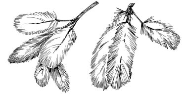 Wildflower fir-needle tree pattern in a one line style. Outline of the plant: Black and white engraved ink art needle. Sketch wild flower for background, texture, wrapper pattern, frame or border.