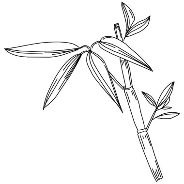 Elle çizilmiş bambu bitkisi. Çiçek dövmesi sanat tarzında detaylı. Beyaz arka planda siyah beyaz klipsli sanat. Antika vintage gravür çizimi.