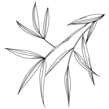 Elle çizilmiş bambu bitkisi. Çiçek dövmesi sanat tarzında detaylı. Beyaz arka planda siyah beyaz klipsli sanat. Antika vintage gravür çizimi.