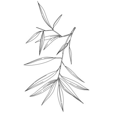 Elle çizilmiş bambu bitkisi. Çiçek dövmesi sanat tarzında detaylı. Beyaz arka planda siyah beyaz klipsli sanat. Antika vintage gravür çizimi.