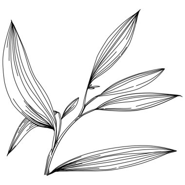 Elle çizilmiş bambu bitkisi. Çiçek dövmesi sanat tarzında detaylı. Beyaz arka planda siyah beyaz klipsli sanat. Antika vintage gravür çizimi.