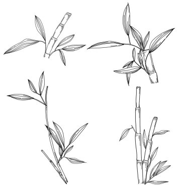 Elle çizilmiş bambu bitkisi. Çiçek dövmesi sanat tarzında detaylı. Beyaz arka planda siyah beyaz klipsli sanat. Antika vintage gravür çizimi.