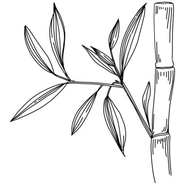 Elle çizilmiş bambu bitkisi. Çiçek dövmesi sanat tarzında detaylı. Beyaz arka planda siyah beyaz klipsli sanat. Antika vintage gravür çizimi.