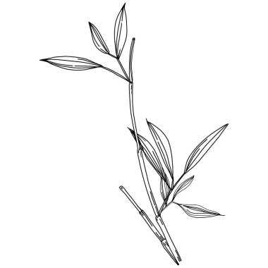 Elle çizilmiş bambu bitkisi. Çiçek dövmesi sanat tarzında detaylı. Beyaz arka planda siyah beyaz klipsli sanat. Antika vintage gravür çizimi.