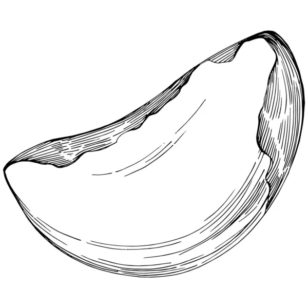 Brezilya cevizi ya da Brezilya fındığı elle çizilmiş Vector Illustration arka planda izole edilmiş. Restoran menüsü, market etiketi, logo, amblem, mutfak tasarımı için Retro style tarım ürünü. Paketleme için dekorasyon