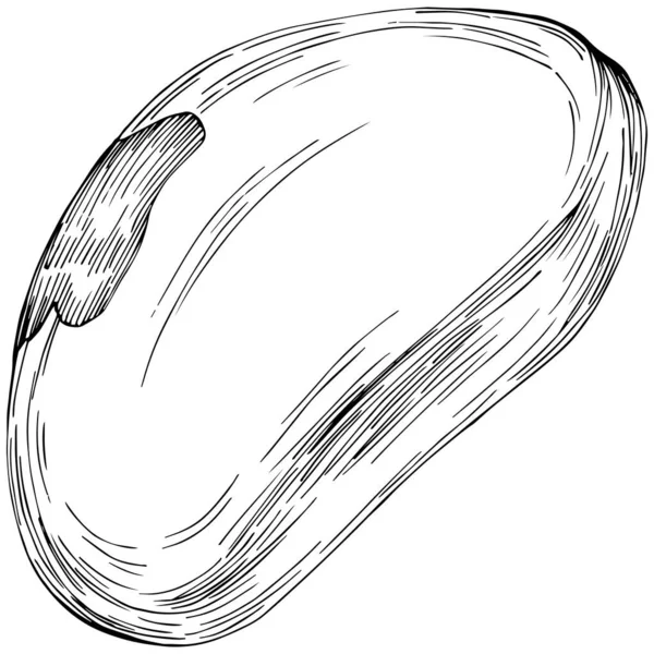 Brezilya cevizi ya da Brezilya fındığı elle çizilmiş Vector Illustration arka planda izole edilmiş. Restoran menüsü, market etiketi, logo, amblem, mutfak tasarımı için Retro style tarım ürünü. Paketleme için dekorasyon