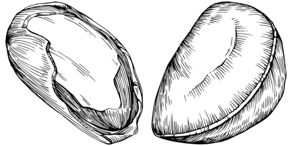 Brezilya cevizi ya da Brezilya fındığı elle çizilmiş Vector Illustration arka planda izole edilmiş. Restoran menüsü, market etiketi, logo, amblem, mutfak tasarımı için Retro style tarım ürünü. Paketleme için dekorasyon