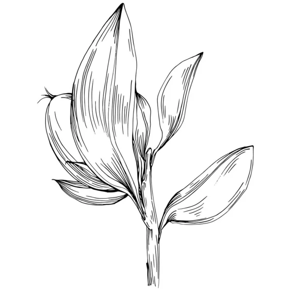 Jojoba ağacı ve fasulyeleri beyaz arka planda elle çizim yapıyorlar. İşlenmiş stil illüstrasyonlu izole bir nesne. Tasarım logosu, menü, etiket, simge, pul için en iyisi.