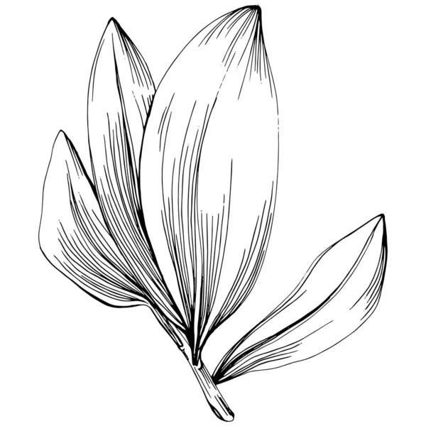 Jojoba ağacı ve fasulyeleri beyaz arka planda elle çizim yapıyorlar. İşlenmiş stil illüstrasyonlu izole bir nesne. Tasarım logosu, menü, etiket, simge, pul için en iyisi.