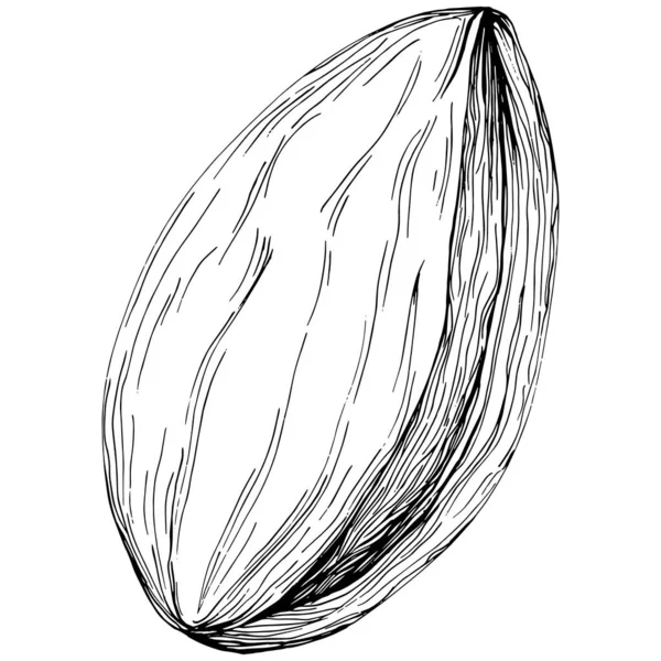 Almond Hand Drawn Vector Illustration Isolated White Background Retro Style — Stok Vektör