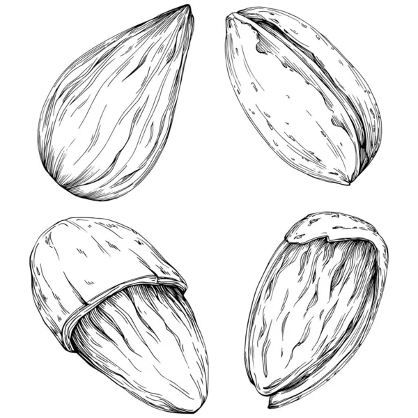 Almond hand-drawn Vector Illustration isolated on white background. Retro style farm product for restaurant menu, market label, logo, emblem and kitchen design. Decoration for food.