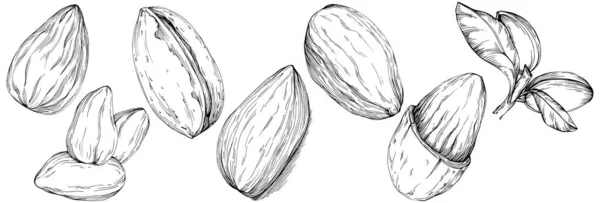 Almond Hand Drawn Vector Illustration Isolated White Background Retro Style — Stock vektor