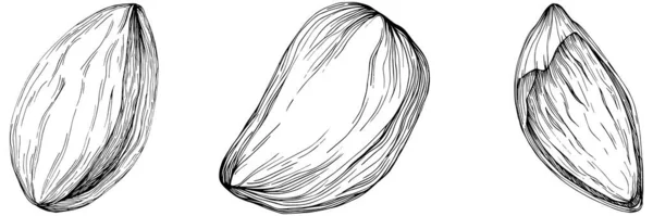 Almond Hand Drawn Vector Illustration Isolated White Background Retro Style — Stockový vektor