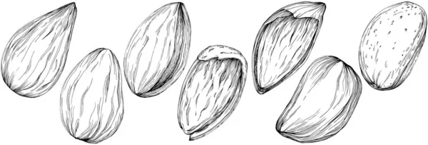 Almond Hand Drawn Vector Illustration Isolated White Background Retro Style — Stock vektor