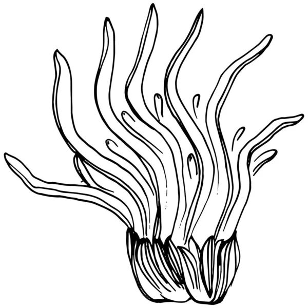 Elle çizilmiş mercanlar beyaza izole edilmiş. Çizim