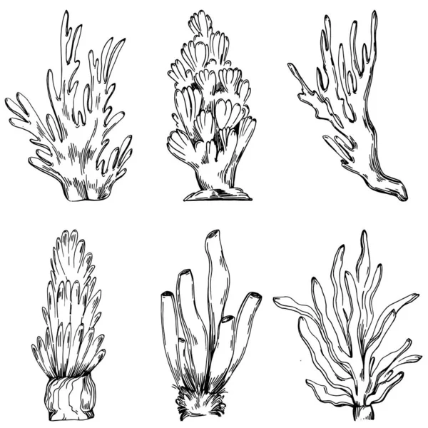 Elle çizilmiş mercanlar beyaza izole edilmiş. Çizim