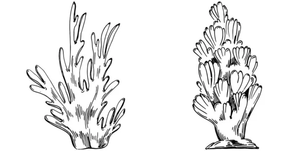 Hand Drawn Corals Isolated White Sketch Drawing — ストックベクタ