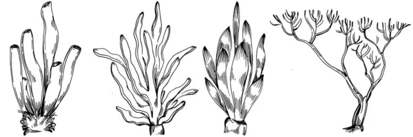 Handgezeichnete Korallen Isoliert Auf Weiß Skizzenzeichnung — Stockvektor