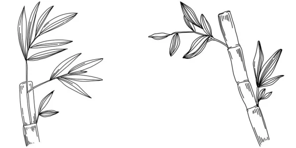 Bambus Plante Hånden Tegning Skitse Blomstertatovering Meget Detaljeret Linje Kunst – Stock-vektor