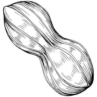 Peanut el çizimi Vektör İllüstrasyonu beyaz arkaplanda izole edildi. Restoran menüsü, market etiketi, logo, amblem ve mutfak tasarımı için Retro style tarım ürünü. Yiyecek ambalajı için dekorasyon.