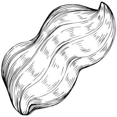 Peanut el çizimi Vektör İllüstrasyonu beyaz arkaplanda izole edildi. Restoran menüsü, market etiketi, logo, amblem ve mutfak tasarımı için Retro style tarım ürünü. Yiyecek ambalajı için dekorasyon.