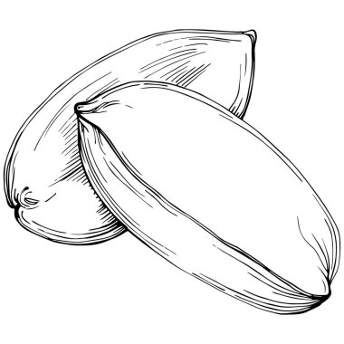 Peanut el çizimi Vektör İllüstrasyonu beyaz arkaplanda izole edildi. Restoran menüsü, market etiketi, logo, amblem ve mutfak tasarımı için Retro style tarım ürünü. Yiyecek ambalajı için dekorasyon.