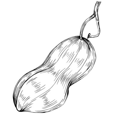 Peanut el çizimi Vektör İllüstrasyonu beyaz arkaplanda izole edildi. Restoran menüsü, market etiketi, logo, amblem ve mutfak tasarımı için Retro style tarım ürünü. Yiyecek ambalajı için dekorasyon.