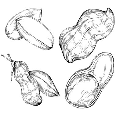 Peanut el çizimi Vektör İllüstrasyonu beyaz arkaplanda izole edildi. Restoran menüsü, market etiketi, logo, amblem ve mutfak tasarımı için Retro style tarım ürünü. Yiyecek ambalajı için dekorasyon.