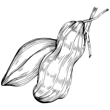 Peanut el çizimi Vektör İllüstrasyonu beyaz arkaplanda izole edildi. Restoran menüsü, market etiketi, logo, amblem ve mutfak tasarımı için Retro style tarım ürünü. Yiyecek ambalajı için dekorasyon.