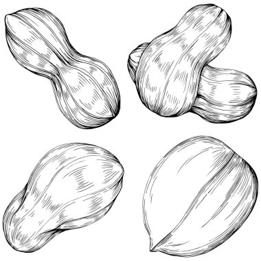 Peanut el çizimi Vektör İllüstrasyonu beyaz arkaplanda izole edildi. Restoran menüsü, market etiketi, logo, amblem ve mutfak tasarımı için Retro style tarım ürünü. Yiyecek ambalajı için dekorasyon.