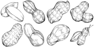 Peanut el çizimi Vektör İllüstrasyonu beyaz arkaplanda izole edildi. Restoran menüsü, market etiketi, logo, amblem ve mutfak tasarımı için Retro style tarım ürünü. Yiyecek ambalajı için dekorasyon.