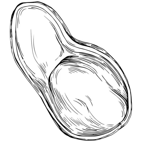 Peanut Hand Drawn Vector Illustration Isolated White Background Retro Style — Wektor stockowy