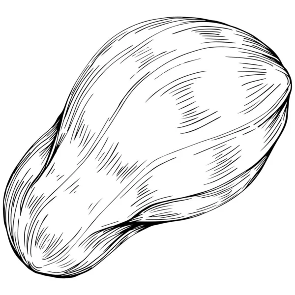 Peanut Hand Drawn Vector Illustration Isolated White Background Retro Style — Stockový vektor