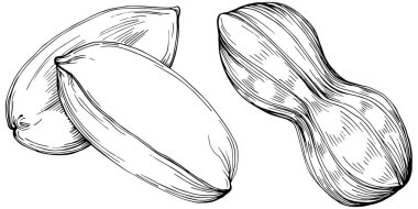 Peanut el çizimi Vektör İllüstrasyonu beyaz arkaplanda izole edildi. Restoran menüsü, market etiketi, logo, amblem ve mutfak tasarımı için Retro style tarım ürünü. Yiyecek ambalajı için dekorasyon.