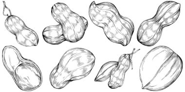 Peanut el çizimi Vektör İllüstrasyonu beyaz arkaplanda izole edildi. Restoran menüsü, market etiketi, logo, amblem ve mutfak tasarımı için Retro style tarım ürünü. Yiyecek ambalajı için dekorasyon.