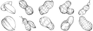 Peanut el çizimi Vektör İllüstrasyonu beyaz arkaplanda izole edildi. Restoran menüsü, market etiketi, logo, amblem ve mutfak tasarımı için Retro style tarım ürünü. Yiyecek ambalajı için dekorasyon.