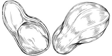 Peanut el çizimi Vektör İllüstrasyonu beyaz arkaplanda izole edildi. Restoran menüsü, market etiketi, logo, amblem ve mutfak tasarımı için Retro style tarım ürünü. Yiyecek ambalajı için dekorasyon.