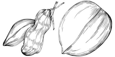 Peanut el çizimi Vektör İllüstrasyonu beyaz arkaplanda izole edildi. Restoran menüsü, market etiketi, logo, amblem ve mutfak tasarımı için Retro style tarım ürünü. Yiyecek ambalajı için dekorasyon.