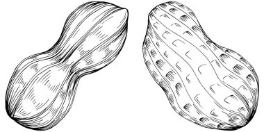 Peanut el çizimi Vektör İllüstrasyonu beyaz arkaplanda izole edildi. Restoran menüsü, market etiketi, logo, amblem ve mutfak tasarımı için Retro style tarım ürünü. Yiyecek ambalajı için dekorasyon.