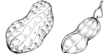 Peanut el çizimi Vektör İllüstrasyonu beyaz arkaplanda izole edildi. Restoran menüsü, market etiketi, logo, amblem ve mutfak tasarımı için Retro style tarım ürünü. Yiyecek ambalajı için dekorasyon.