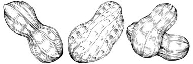 Peanut el çizimi Vektör İllüstrasyonu beyaz arkaplanda izole edildi. Restoran menüsü, market etiketi, logo, amblem ve mutfak tasarımı için Retro style tarım ürünü. Yiyecek ambalajı için dekorasyon.